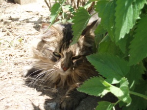 Miss Kitty under the Catnip