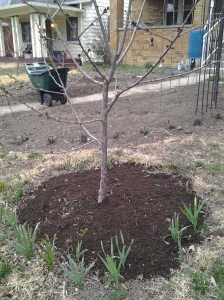 Finished, sifted compost around the cherry tree. It's a thing of beauty.