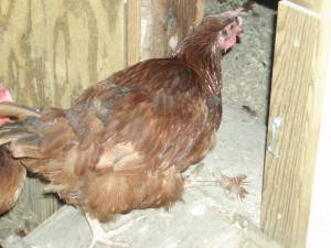Small livestock like chickens and rabbits are one component of an urban homestead. 